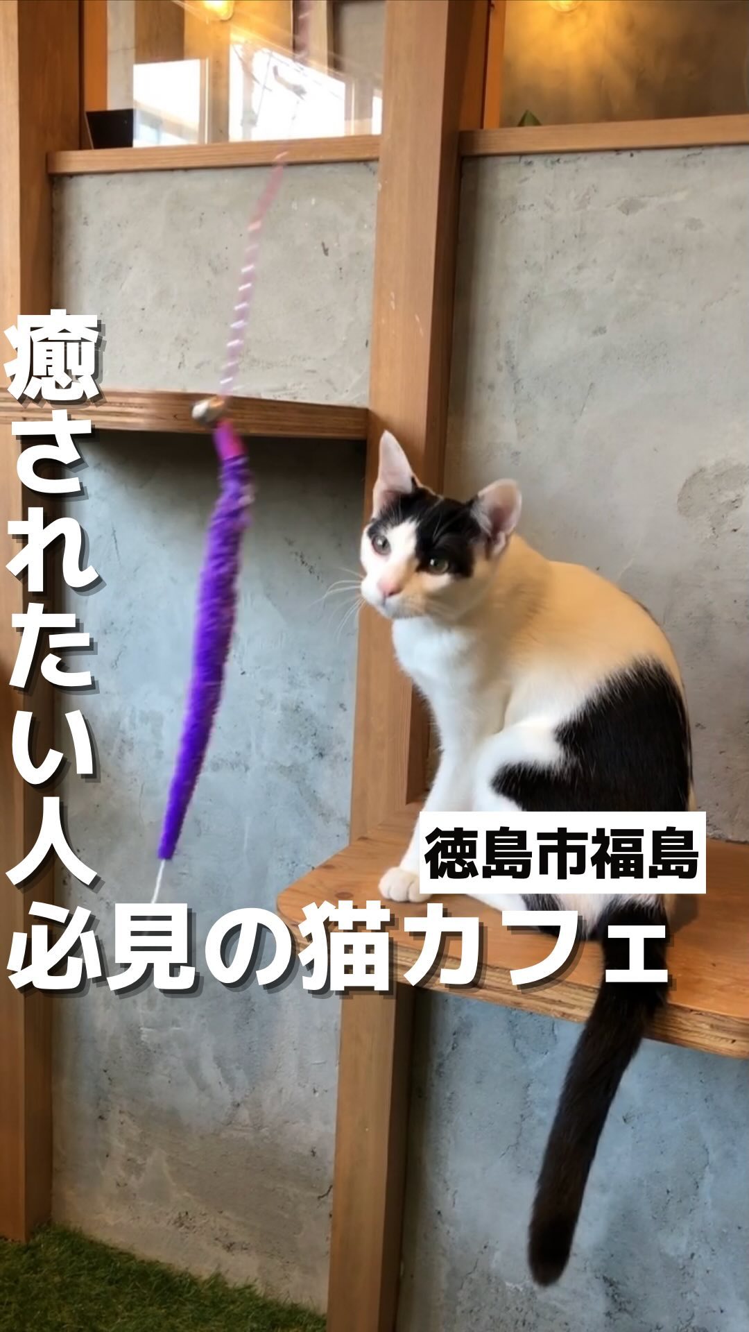 保護猫カフェ KATBOS