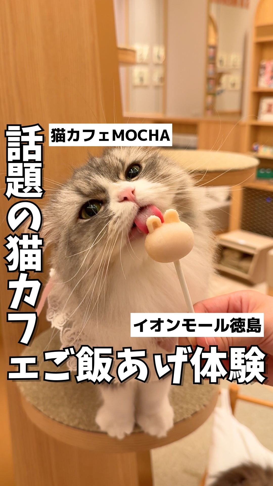 猫カフェMOCHA イオンモール徳島店